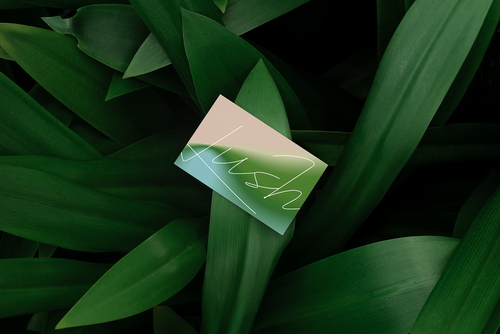 Business Cards Mockup Scene / Lush Series 11
