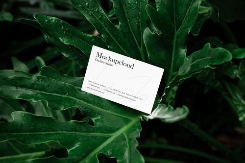 Business Card Mockup Scene / Lush Series 07