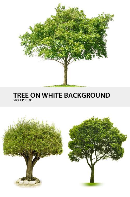 Trees on White Background
