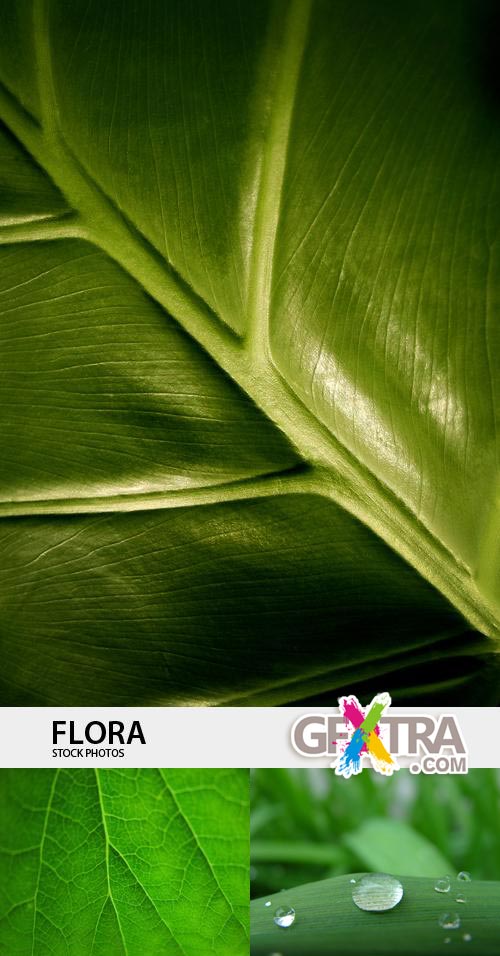 Flora - 1
