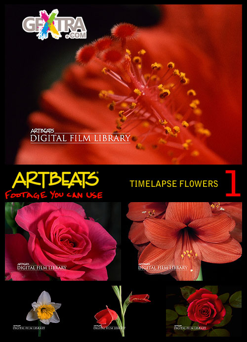 Timelapse Flowers 1 PAL