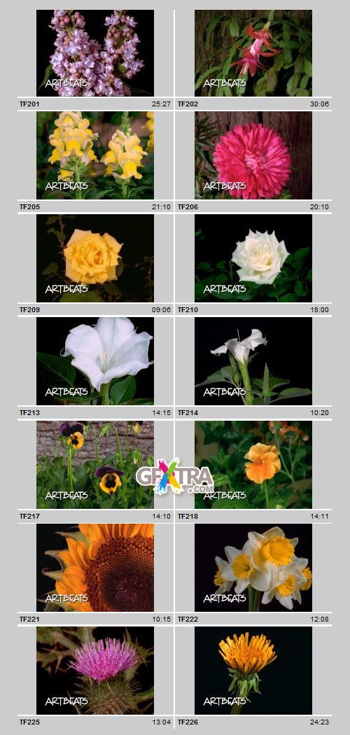 Timelapse Flowers 2 NTSC