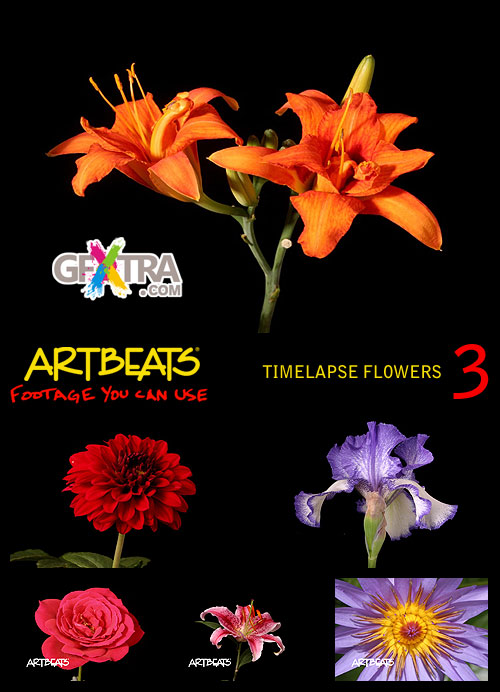 Timelapse Flowers 3 NTSC