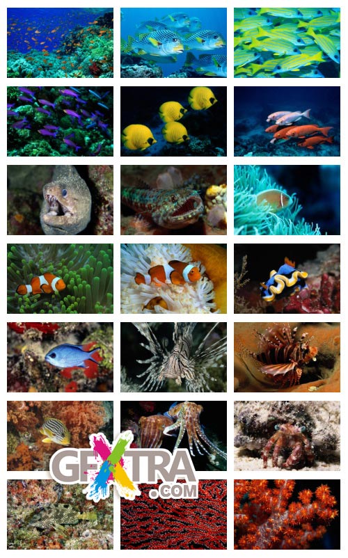 PhotoDisc V112 Sea Life