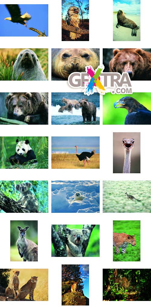 DigitalVision DV325 Just Animals