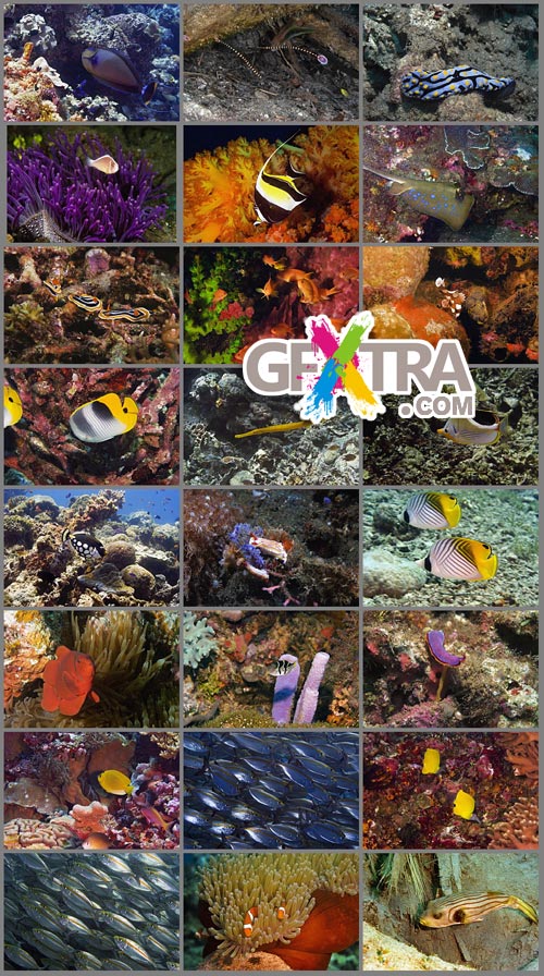 GlowImages GWN104 Marine Life