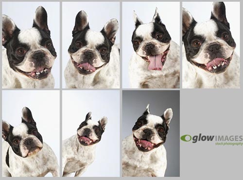 GlowImages GWC105 Dog Emotions