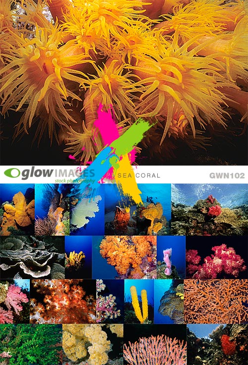 GlowImages GWN102 Sea Coral