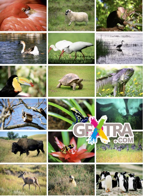 Medio Images WT39 Discover Animals of The World