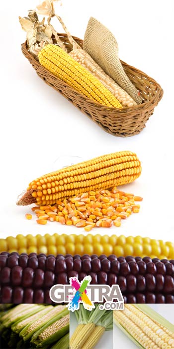 Corn 20xJPGs