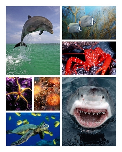 Underwater world Wallpaper Pack