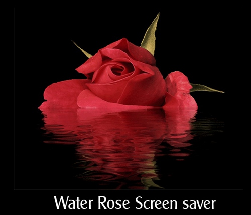 Water Rose Screensaver