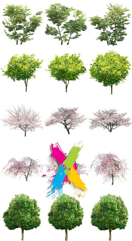 Tenkei Kobo CS15 Trees 4, 180 Transparent PNGs Tenkei Kobo CS15 Trees 4, 180 Transparent PNGs