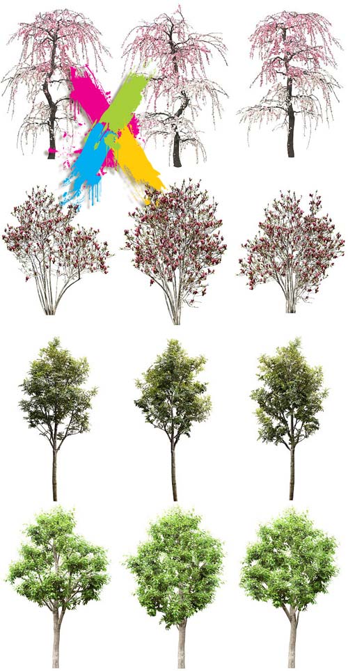 Tenkei Kobo CS15 Trees 4, 180 Transparent PNGs Tenkei Kobo CS15 Trees 4, 180 Transparent PNGs