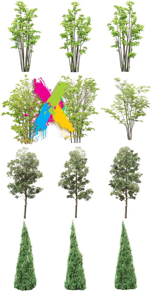 Tenkei Kobo CS15 Trees 4, 180 Transparent PNGs Tenkei Kobo CS15 Trees 4, 180 Transparent PNGs
