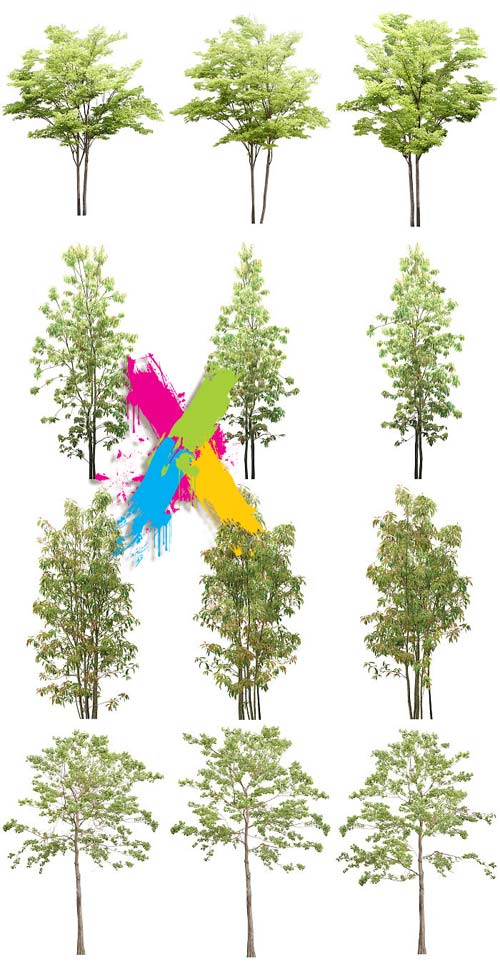 Tenkei Kobo CS15 Trees 4, 180 Transparent PNGs Tenkei Kobo CS15 Trees 4, 180 Transparent PNGs
