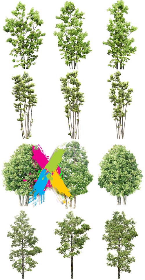 Tenkei Kobo CS15 Trees 4, 180 Transparent PNGs Tenkei Kobo CS15 Trees 4, 180 Transparent PNGs
