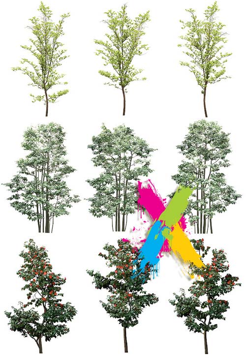 Tenkei Kobo CS15 Trees 4, 180 Transparent PNGs Tenkei Kobo CS15 Trees 4, 180 Transparent PNGs