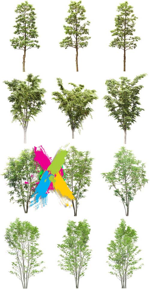 Tenkei Kobo CS15 Trees 4, 180 Transparent PNGs Tenkei Kobo CS15 Trees 4, 180 Transparent PNGs