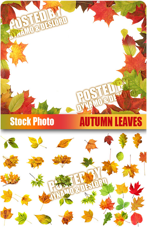 UHQ Stock Photo - Autumn Leaves