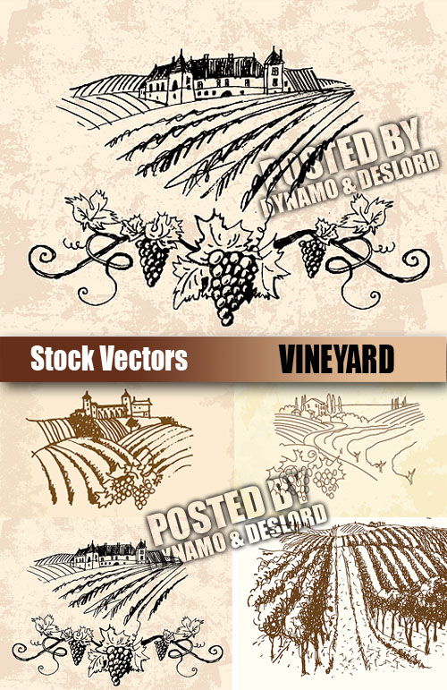 Stock Vectors - Vineyard