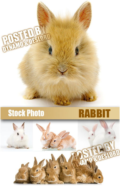 UHQ Stock Photo - Rabbit
