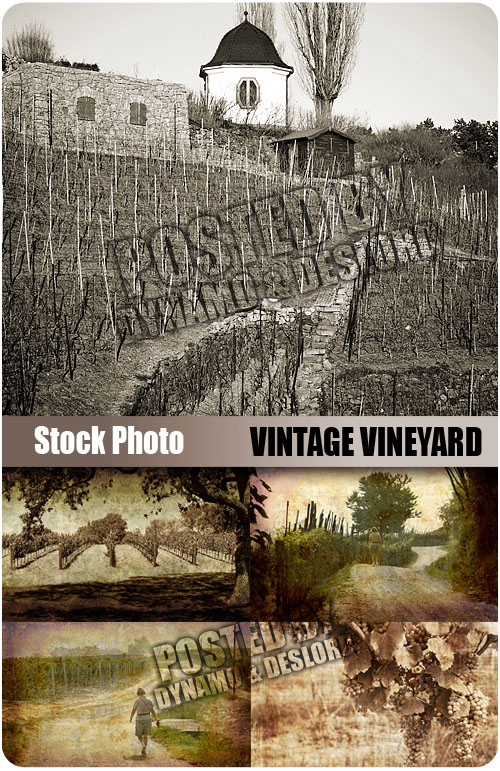 UHQ Stock Photo - Vintage Vineyard