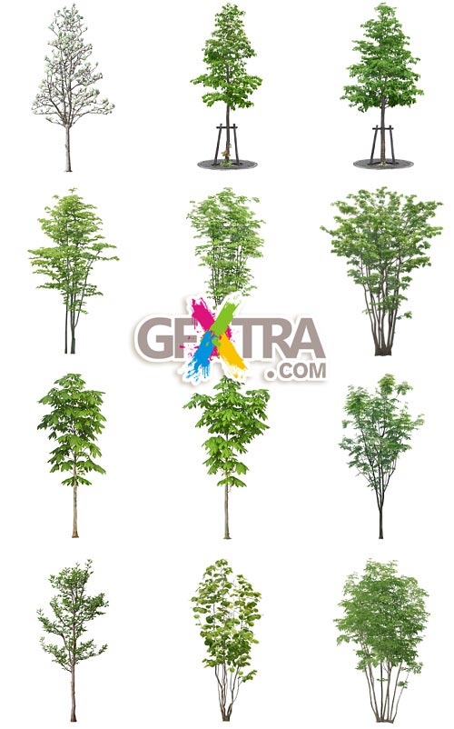 Furukawa 01 Trees 50xPSD