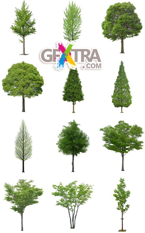 Furukawa 01 Trees 50xPSD