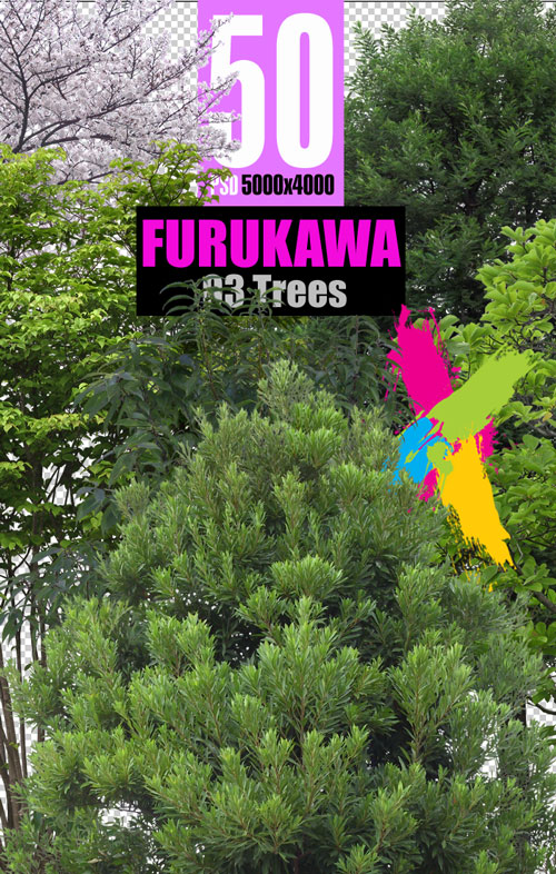 Furukawa 03 Trees 2003-05