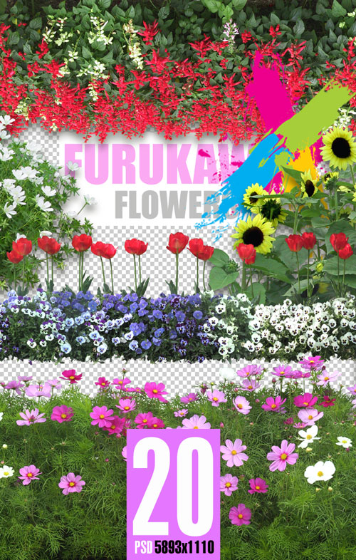Furukawa 04 Flowers 2003-09A