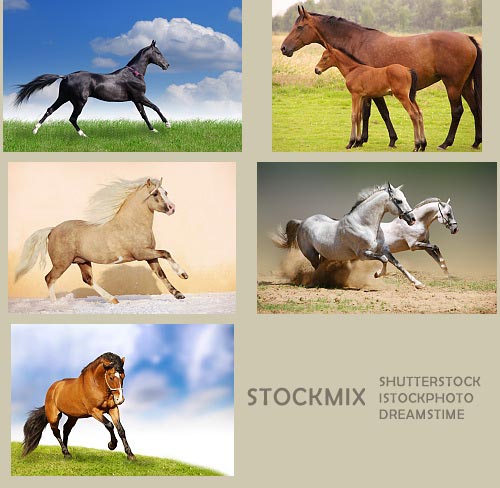 StockMIX - Horse 55xJPG