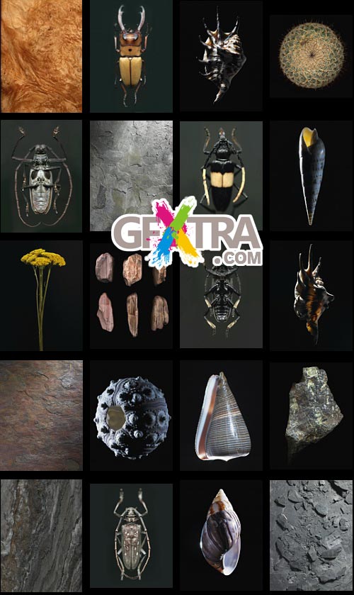 Veer Fancy FAN2036716 Design Line: Morphology Veer Fancy FAN2036716 Design Line: Morphology