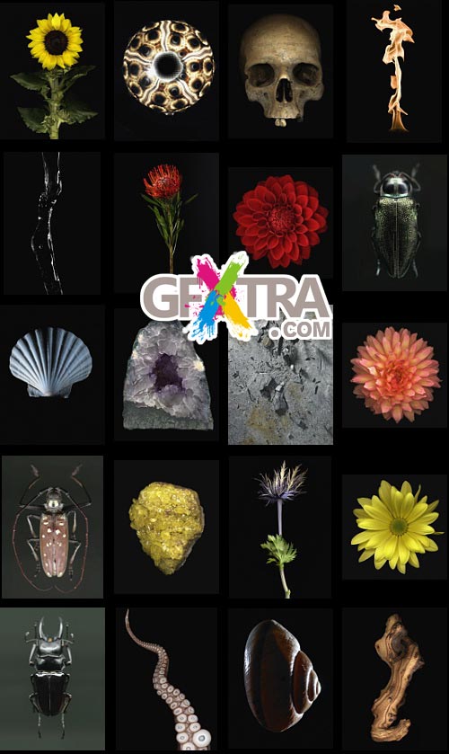 Veer Fancy FAN2036716 Design Line: Morphology Veer Fancy FAN2036716 Design Line: Morphology