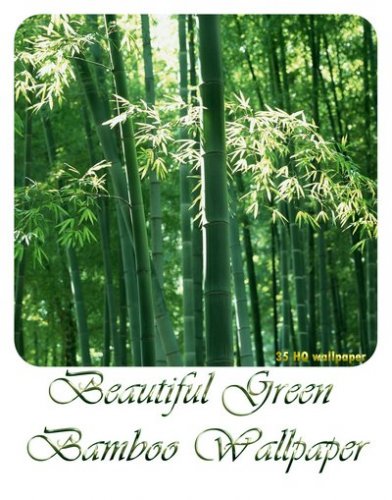 Beautiful Green Bamboo Wallpaper