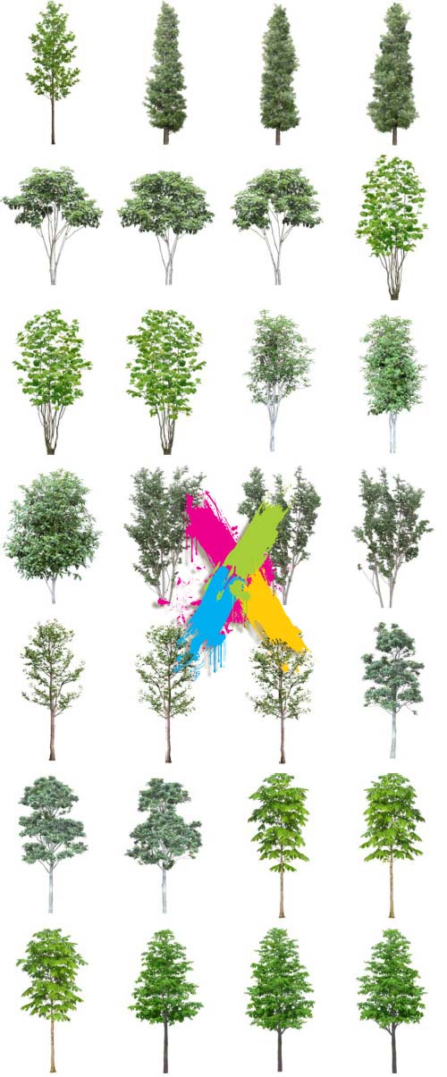 Tenkei Kobo TK11 Tree 3