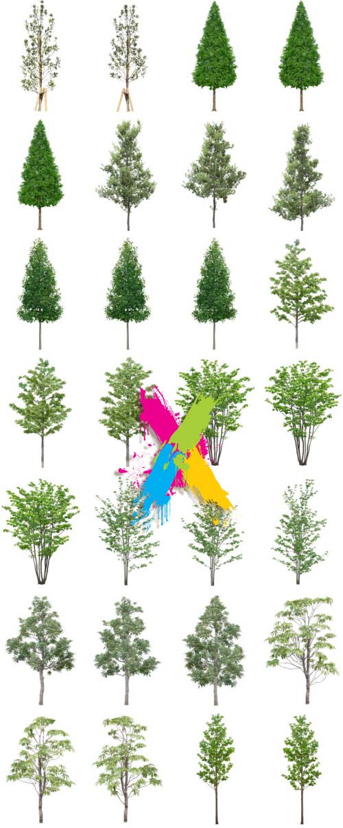 Tenkei Kobo TK11 Tree 3