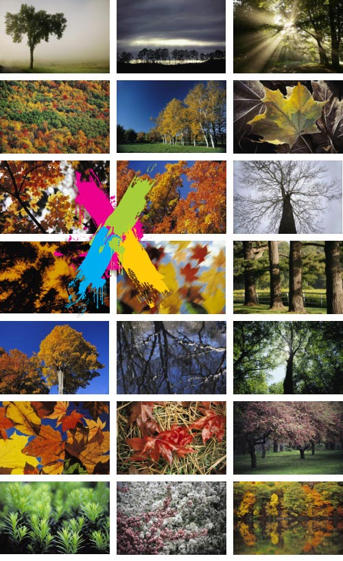 Veer Fancy FAN2001647 In The Trees