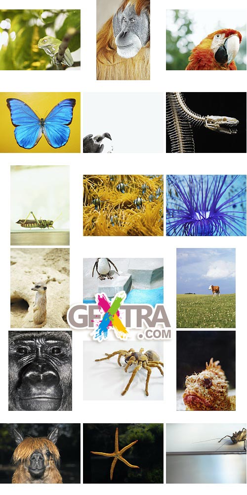 Veer Fancy FAN2000743 Design Line: Animalize