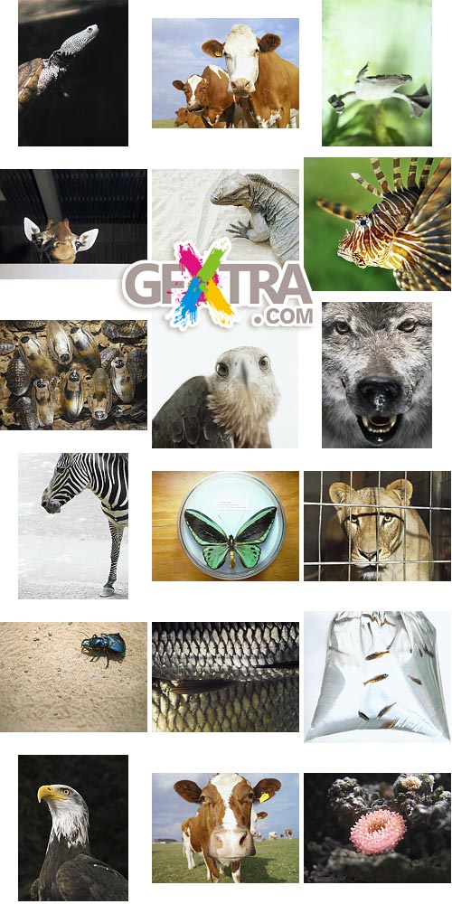 Veer Fancy FAN2000743 Design Line: Animalize