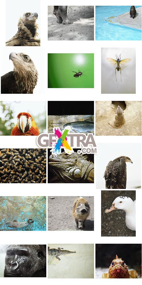 Veer Fancy FAN2000743 Design Line: Animalize