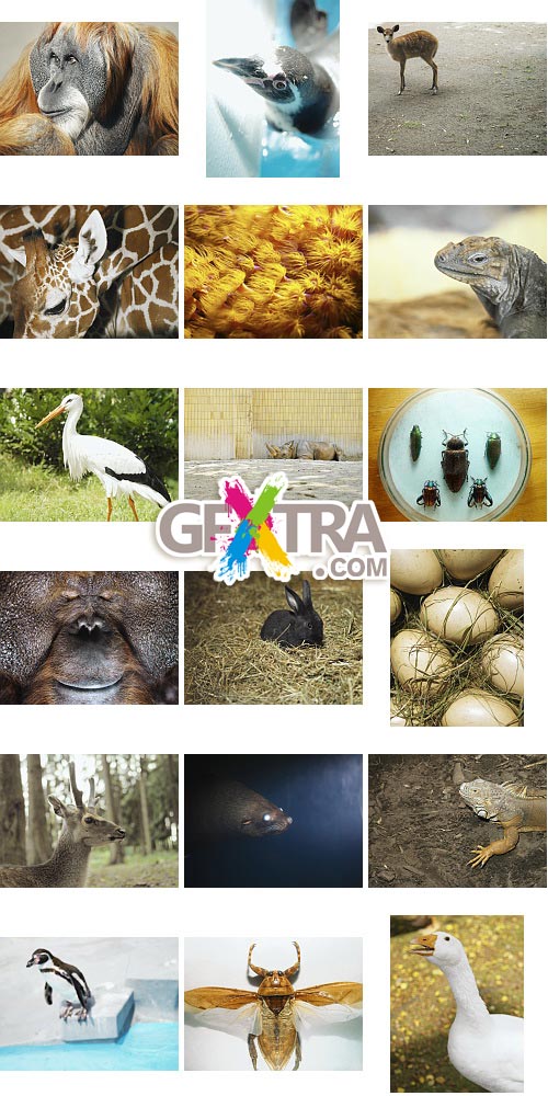 Veer Fancy FAN2000743 Design Line: Animalize