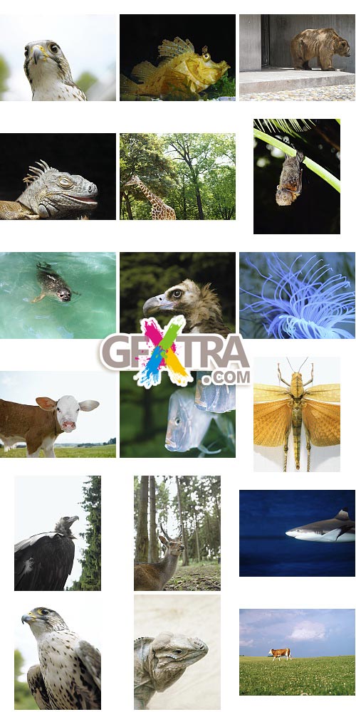 Veer Fancy FAN2000743 Design Line: Animalize