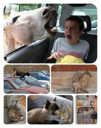 Funny Animals - Photo Collection 13