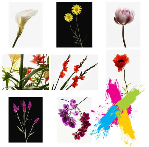 Veer Fancy FAN2028227 Design Line: Floral Portraits