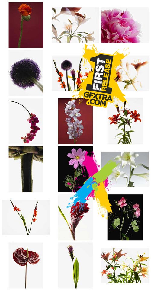 Veer Fancy FAN2028227 Design Line: Floral Portraits