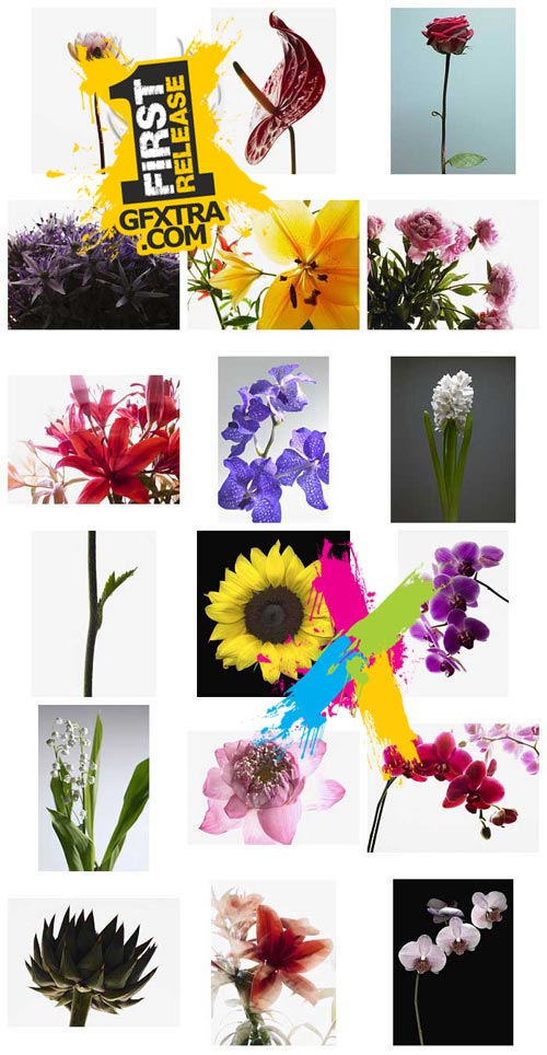 Veer Fancy FAN2028227 Design Line: Floral Portraits