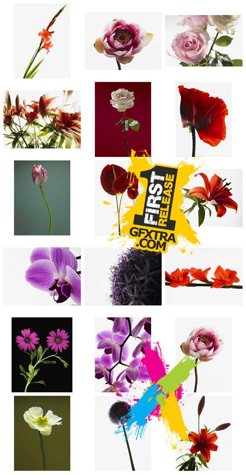 Veer Fancy FAN2028227 Design Line: Floral Portraits