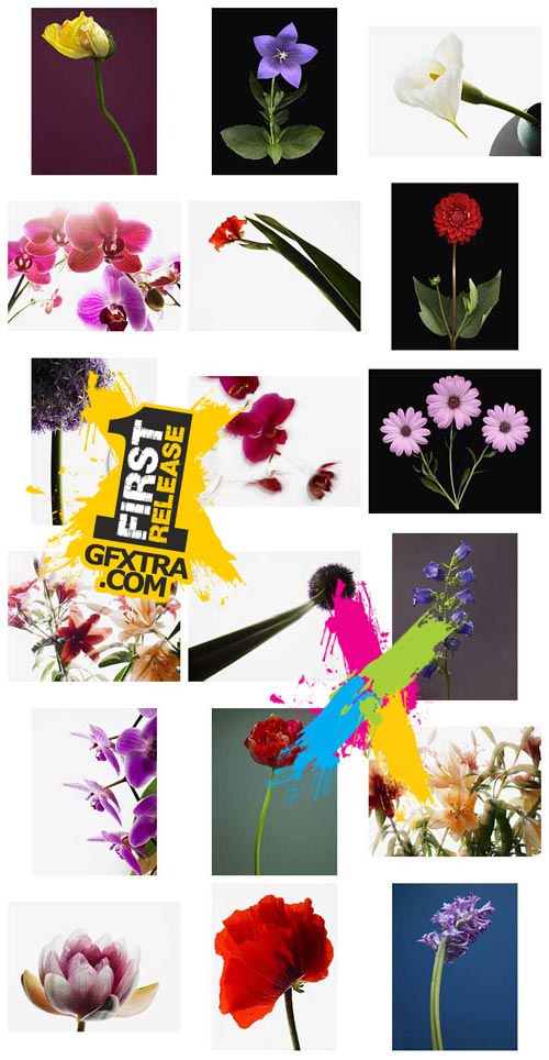 Veer Fancy FAN2028227 Design Line: Floral Portraits