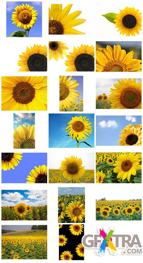 Sunflower 16xJPGs